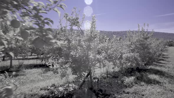 Steadicam moving through apple orchard. All the foliage is white and sky is blue.
