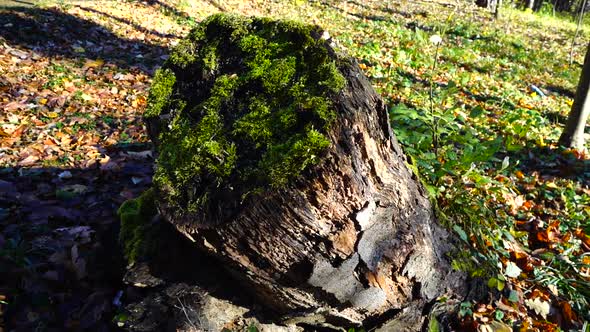 Tree stump overgrown with moss in the autumn park.