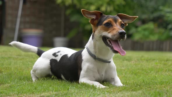 Close up shot of sweet excited young jack Russel terrier resting on grass in garden