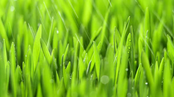 Fresh Green Grass with Rain Drops Field of Young Wheat Rye Closeup Nature Macro