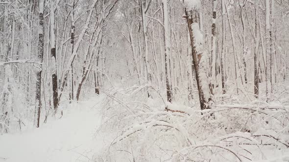 Deep Winter in the Forrest - Aerial Flight. Snow Covered Trees in the Forest, Shot From a