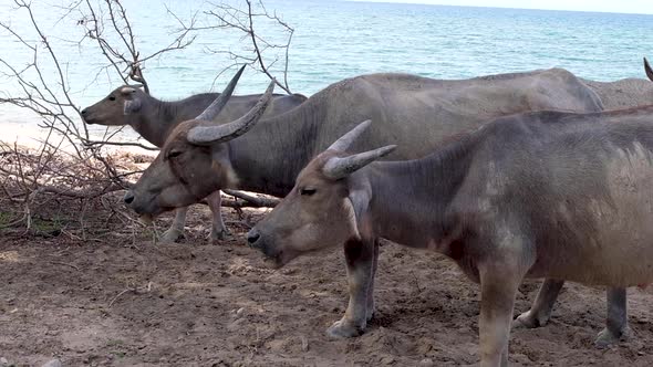 Herd of domestic Asian horned water buffalo grazing, chewing and eating on the coast in South East A