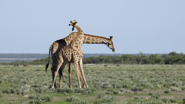 Giraffes Play Fighting - Etosha, Namibia