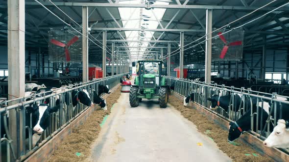A Tractor and a Feed Pusher are Moving Riding Through the Cow Farm
