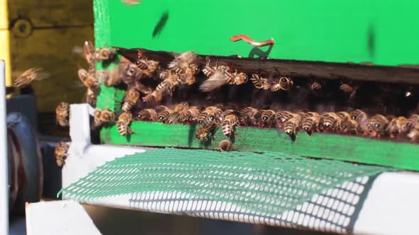 Swarm of Honey Bees colling the hive with their wings on a hot sunny day.