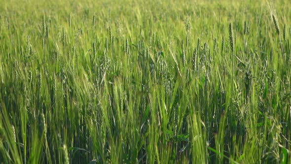 Wheat Fields