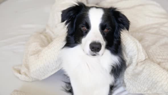 Funny Portrait of Cute Puppy Dog Border Collie Lay on Pillow Blanket in Bed