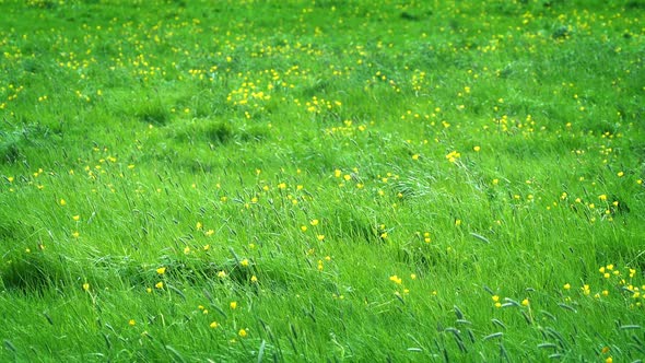 Meadow With Yellow Flowers In The Sun
