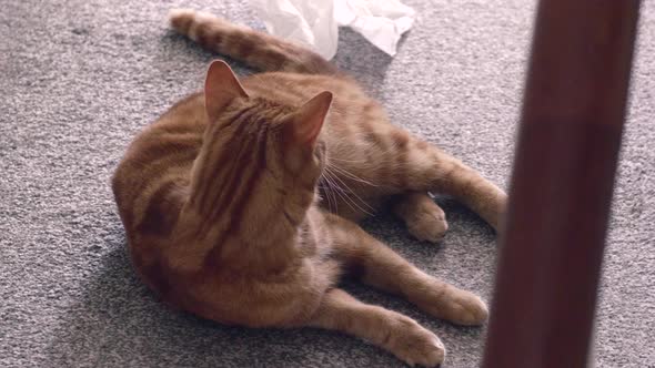 Lazy but playful cat lounges around a house lazily 16