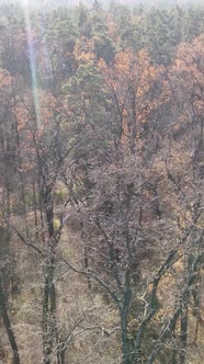 Vertical Video of an Autumn Forest During the Day