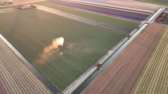 Tulip fields in The Netherlands 7 - North-Holland spring season sunrise - Stabilized droneview in 4k