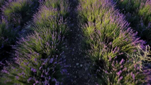 Lavender Field in Crimea Top View