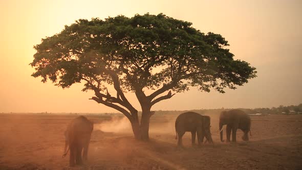 Three Mahout And Elephants