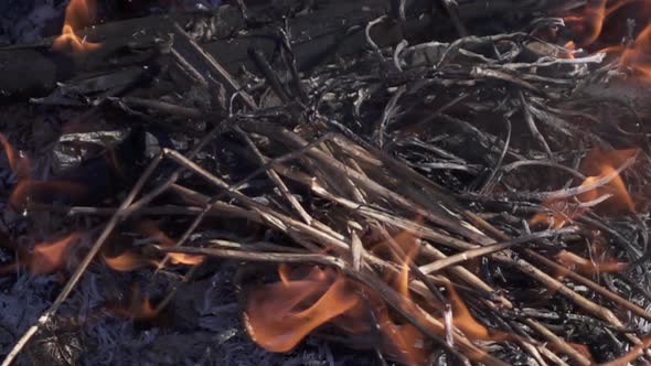 Wood Burn in Brazier