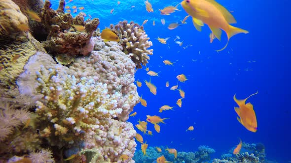 Sea Water Coral Garden