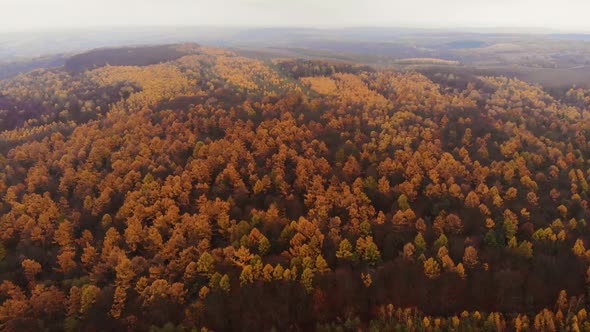 Amazing aerial birds eye view forest, trees at fall season.