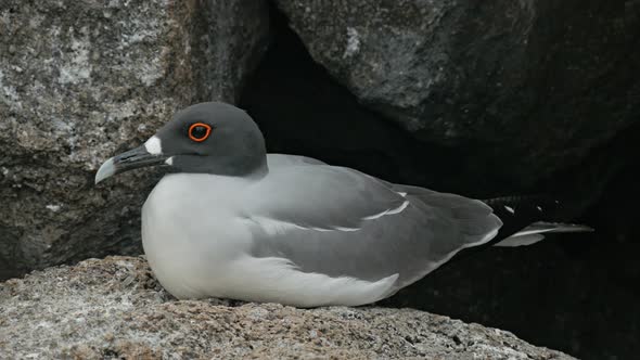 extreme close up of a nesting lava gull in the galalagos islands