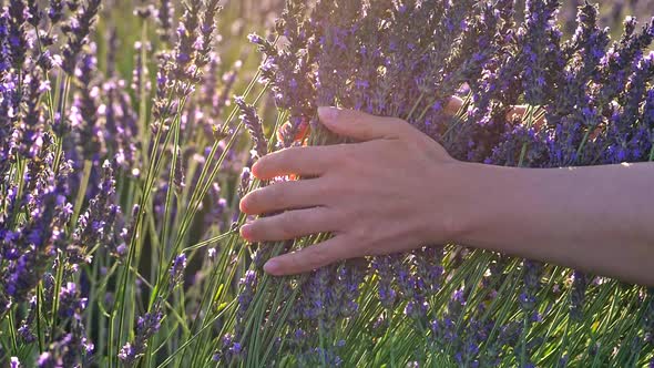 Woman's Hands Slowly and Gently Caressing Purple Lavender Flowers in the Morning Sun