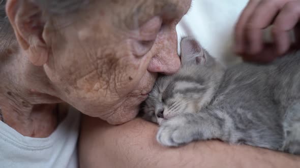 Senior Woman Tenderness Kisses Cute Gray Scottish Straight Kitten on Couch at Nursing Home with