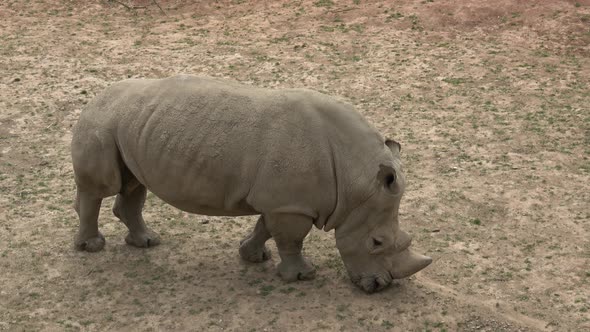 A herd of rhinoceros eating green grass (Ceratotherium simum simum)