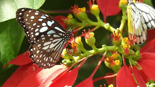 Butterflies on Flowers Summer Butterfly on a Yellow Daylily Foreground Very Beautiful Blue Butterfly