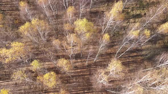 Trees in the Autumn Forest in the Afternoon