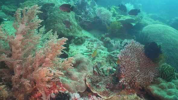 Coral Reef and Tropical Fish. Philippines, Mindoro