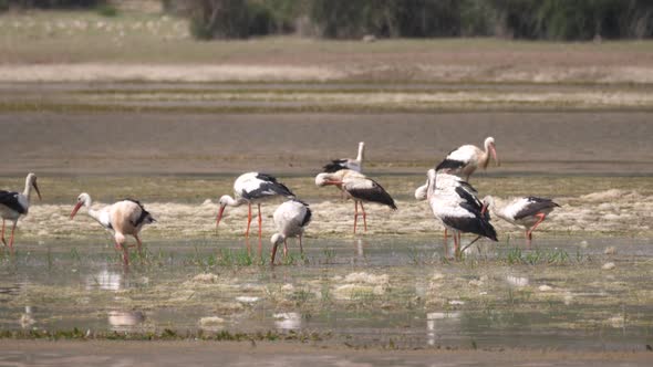 Group of Storks in A Lake in Morocco
