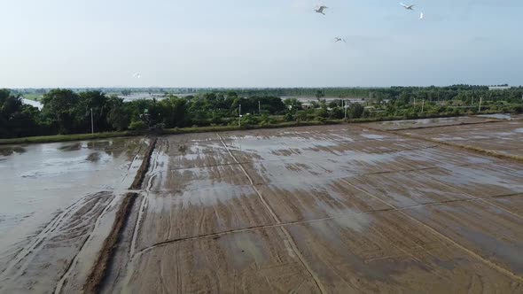 Aerial backwards shot of flooding farmland fiels after strong rain.Birds flying at sky.Cambodia,Asia