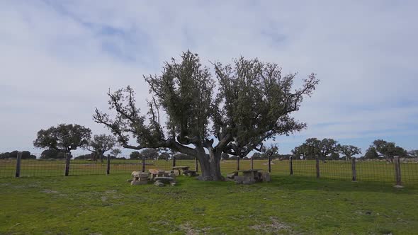 Holm Oak and bulls on a farm