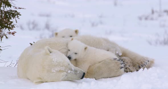 Medium shot of Polar Bear sow sleeping as her two cubs stir. She wakes, lifts her paw and  hugs one