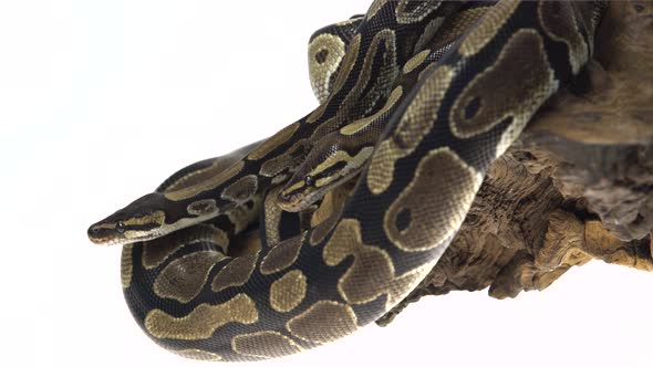 Royal Python or Python Regius on Wooden Snag in Studio Against a White Background.