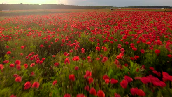 Flying Over a Field of Red Poppies