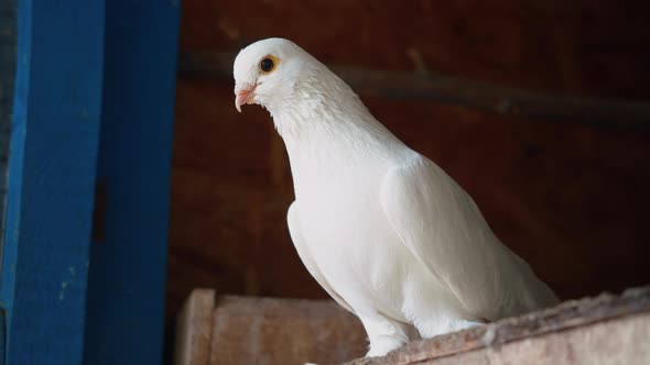 Single and pure white pigeon.