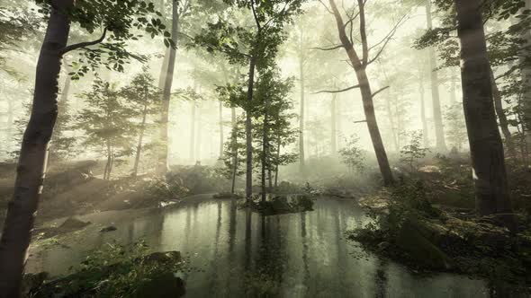 Sunlight in the Green Forest in Fog at Spring Time