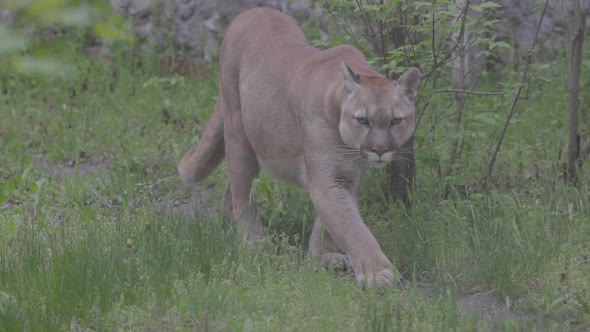 Beautiful Puma in Spring Forest