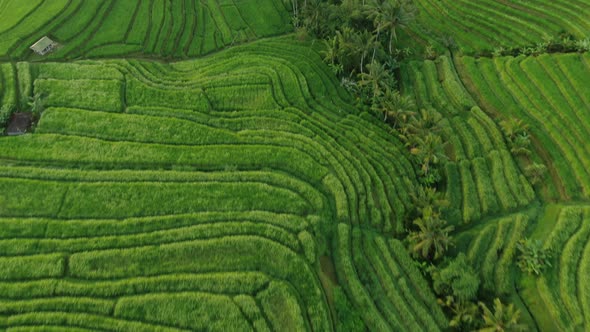 Rice Fields in Bali