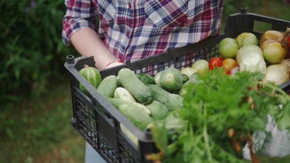 Farmer Holding Box Full of Fresh Organic Vegetables