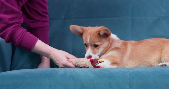 Owner Brought New Toy to Cute Welsh Corgi Pembroke or Cardigan Puppy and Presses on It so That It