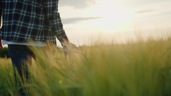 A Farmer Runs His Hand Over the Ears of a Wheat Field