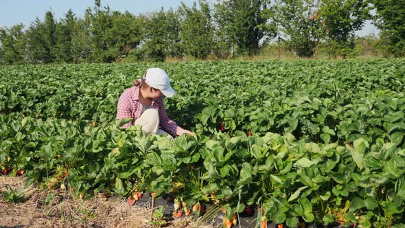 Farmer Woman Harvests Strawberries on the Field