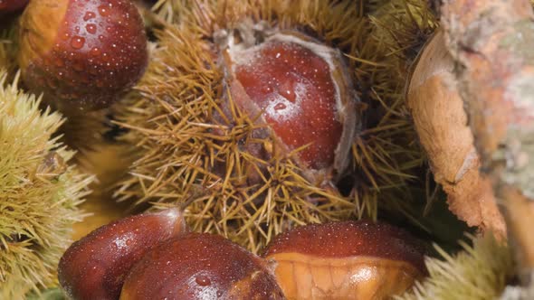 Extreme close up autumn season fruit Chestnut and Hedgehogs - panning shot