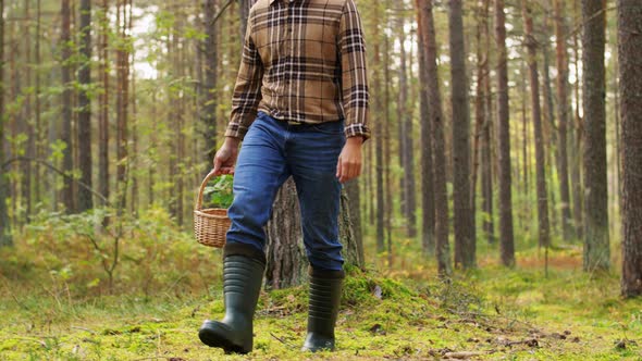 Happy Man with Basket Picking Mushrooms in Forest