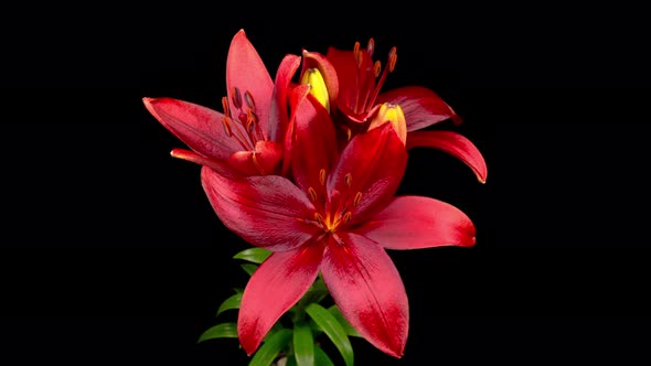 Time Lapse of Opening Beautiful Red Lily Flower