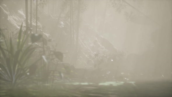 Sun Shining Through Trees and Fog in a Tropical River alt