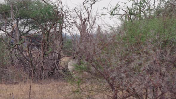 Kori Bustard Walking Behind The Bare Bushes At The Savannah In Botswana - Panoramic Shot