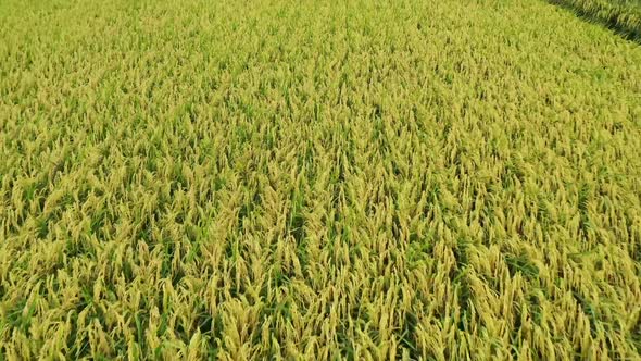 Aerial Drone Footage of Rice Paddy Field Leading to Residential Houses at Doliu City Taiwan.