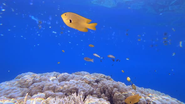 Underwater Sea Fish