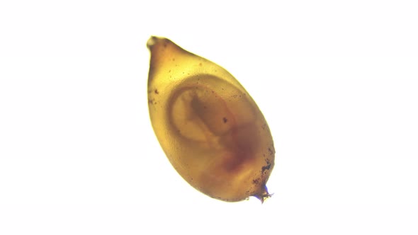 Movement of young worms in a cocoon under a microscope, family Lumbricidae