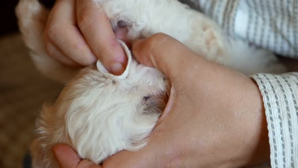 Master Cleans the Puppy Eyes with Cotton Pad